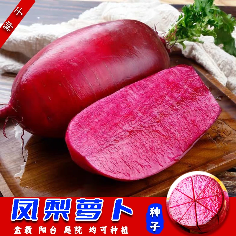 【凤梨萝卜种子】阳台菜园庭院家庭可种满堂红凤梨萝卜种子脆甜蔬菜