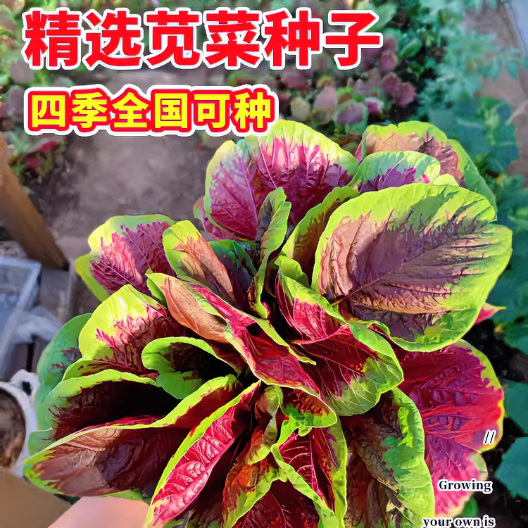 红苋菜种子苋菜籽种籽四季阳台圆叶盆栽小院种植简单易种蔬果种子
