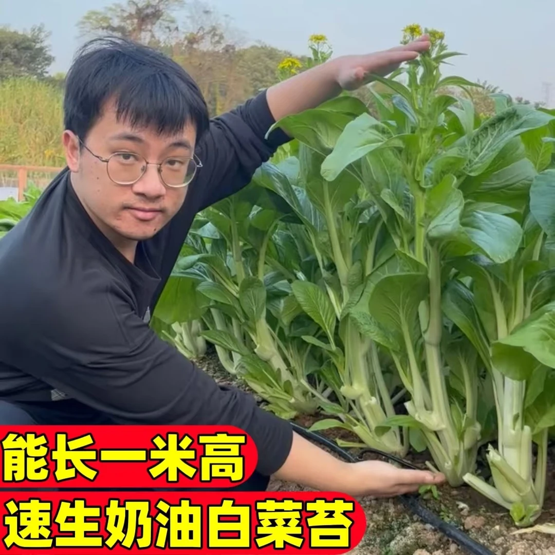 奶油白菜苔种子一米四季可种耐寒速生阳台庭院家庭种植白菜苔种子