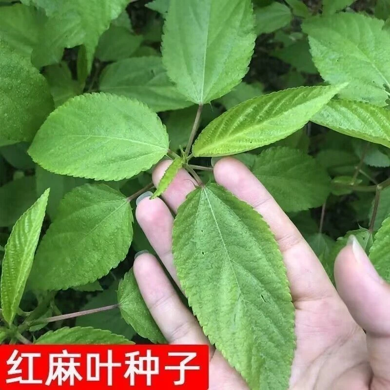 红根麻叶种子青白麻叶特产正宗凉拌红麻叶一年生耐热耐寒蔬菜种籽
