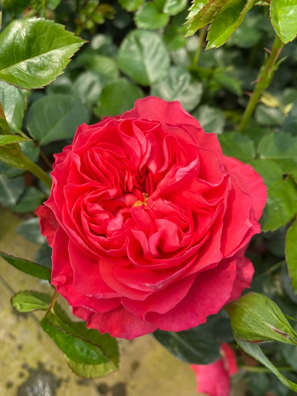 【独棵月季红果汁】西瓜红大花