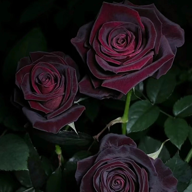 【正版黑巴克】小盆规格 130盆