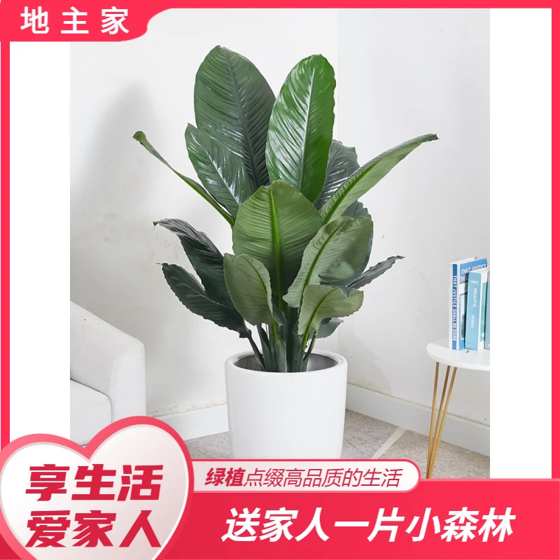 绿巨人室内盆栽 大叶植物 大型客厅阳台净空气除甲醛易养活好养