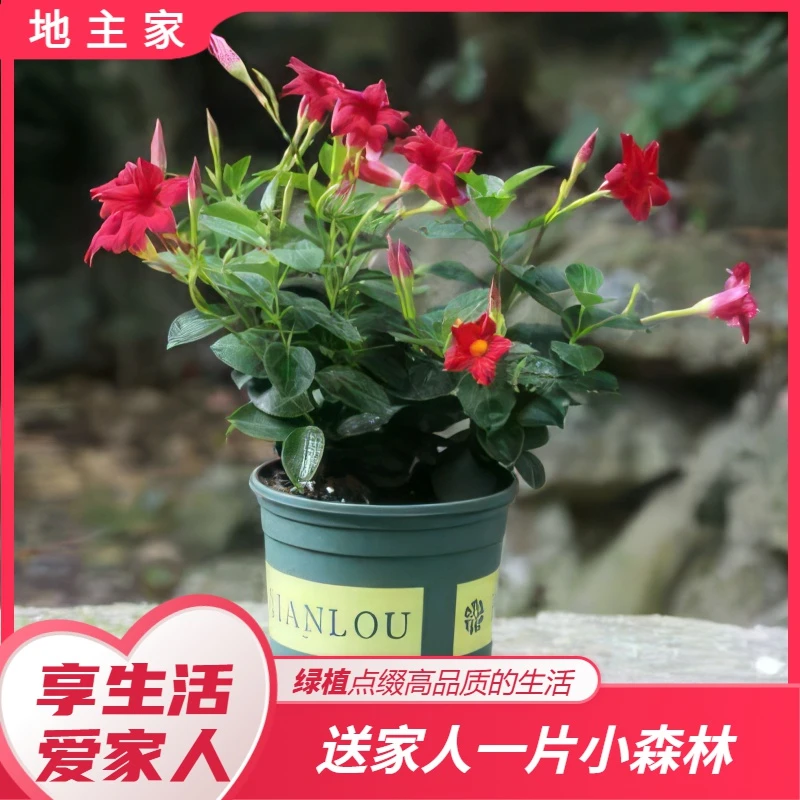 凌霄爬藤植物室外老桩地栽盆栽浓香庭院室内阳台绿化四季开花耐热