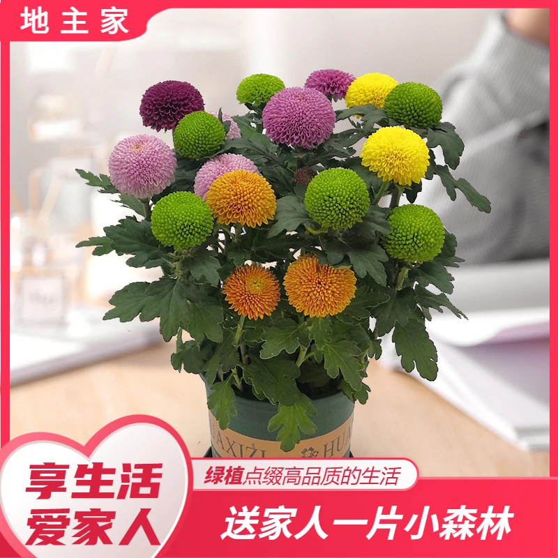 大盆乒乓菊盆栽带花盆四季开花菊花带花苞好养活室内阳台绿植花卉