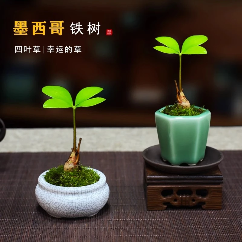 墨西哥铁树盆栽幸运四叶草书房室内办公桌面花四季好养绿植小景