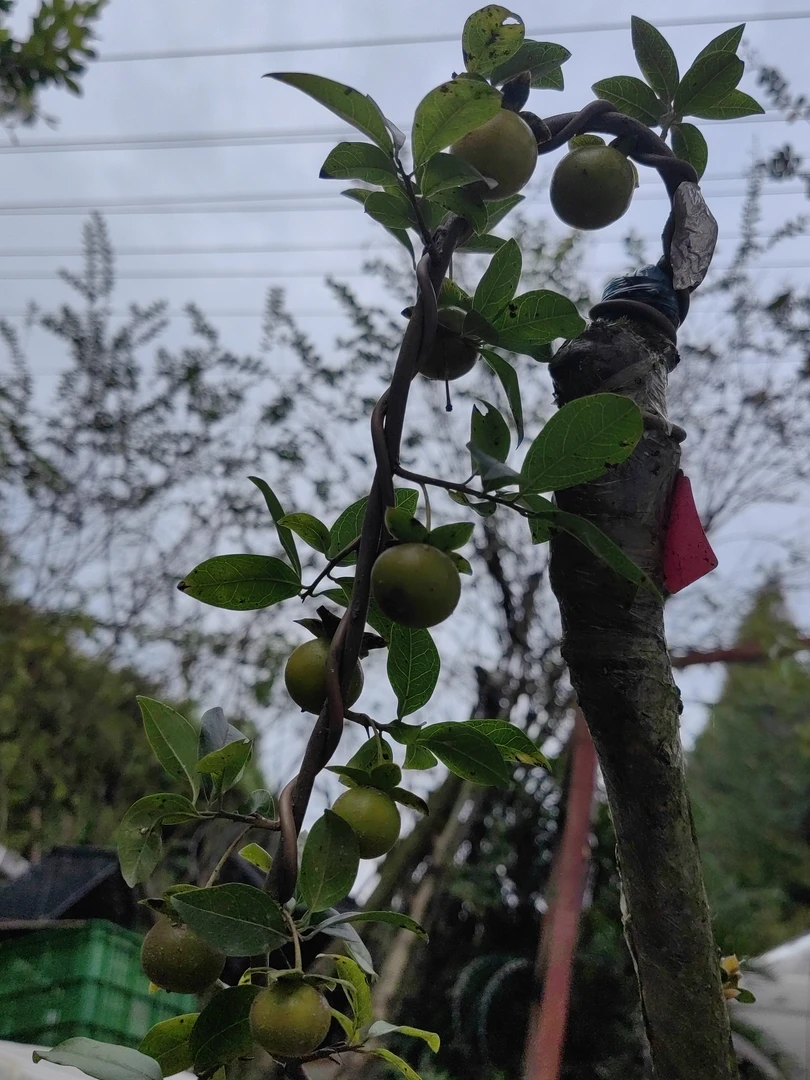 金弹子，园艺，绿植，直播间所拍链接，一物一拍