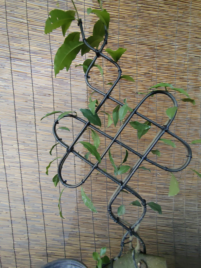 金弹子，绿植，花卉，园艺