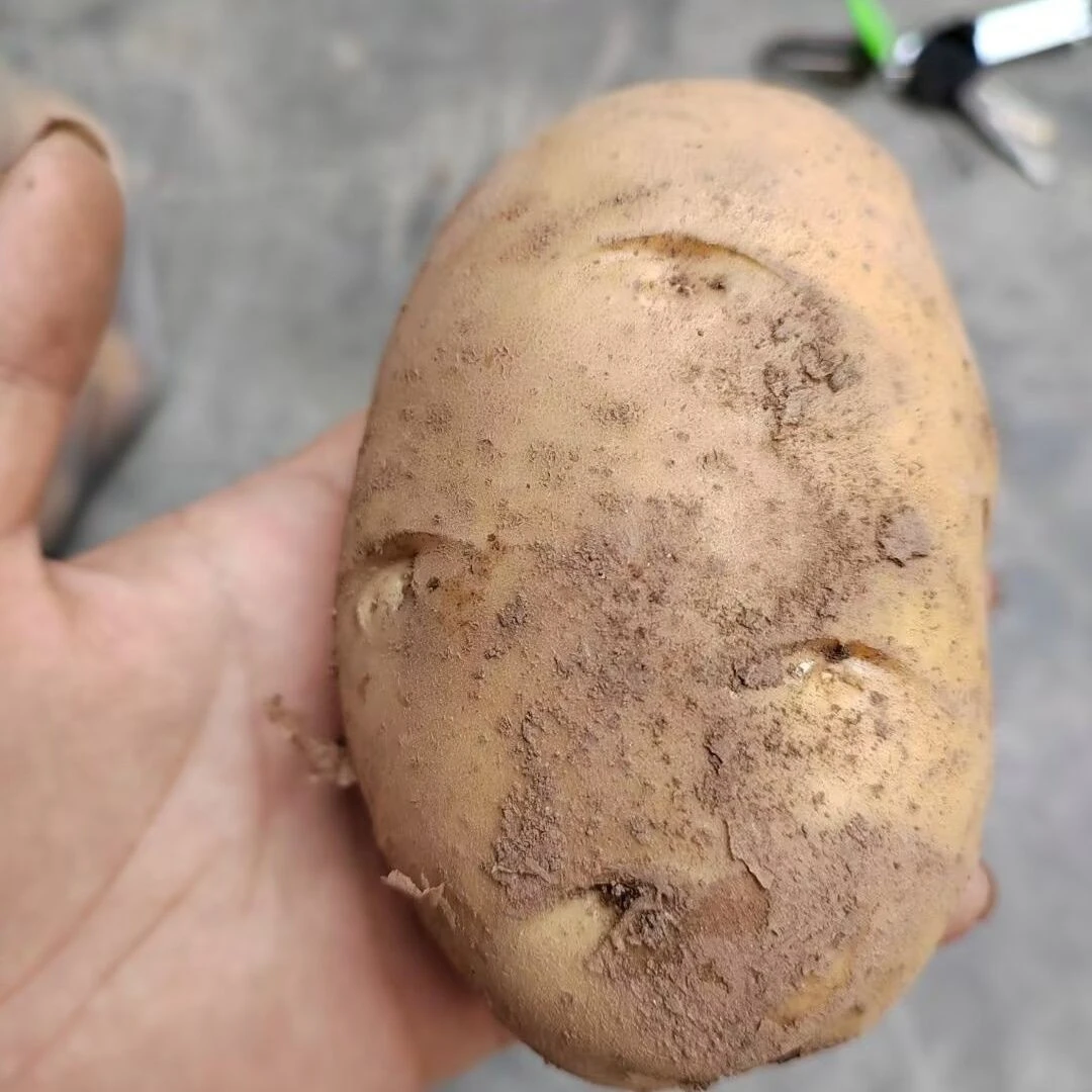 陇南武都搅团专用土豆糍粑土豆泥洋芋甘肃特产