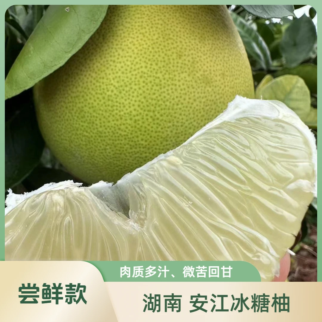 湖南安江冰糖柚老树果小苦柚，麻麻柚，小土柚