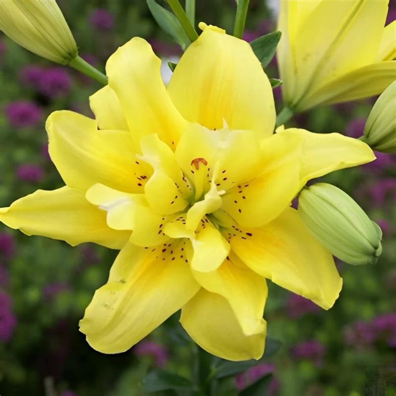 重瓣香水百合花种球带牙浓香多头鲜花矮生室内外花卉盆栽绿植好种