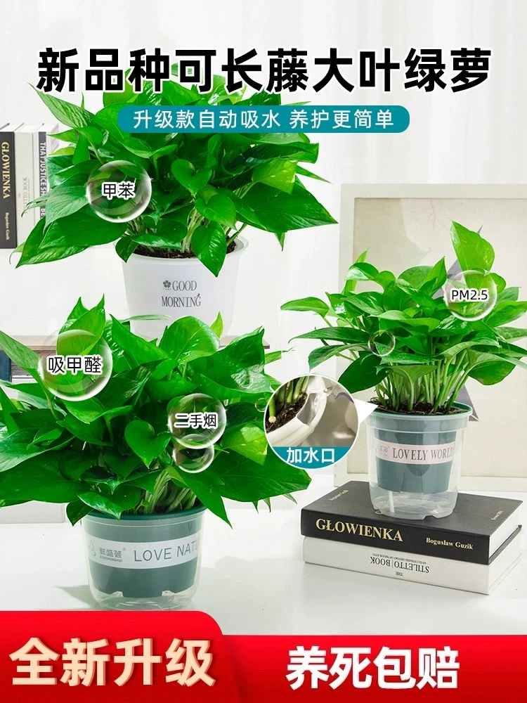 精品绿萝盆栽客厅适合懒人水培绿植净化空气吸甲醛好养易活植物