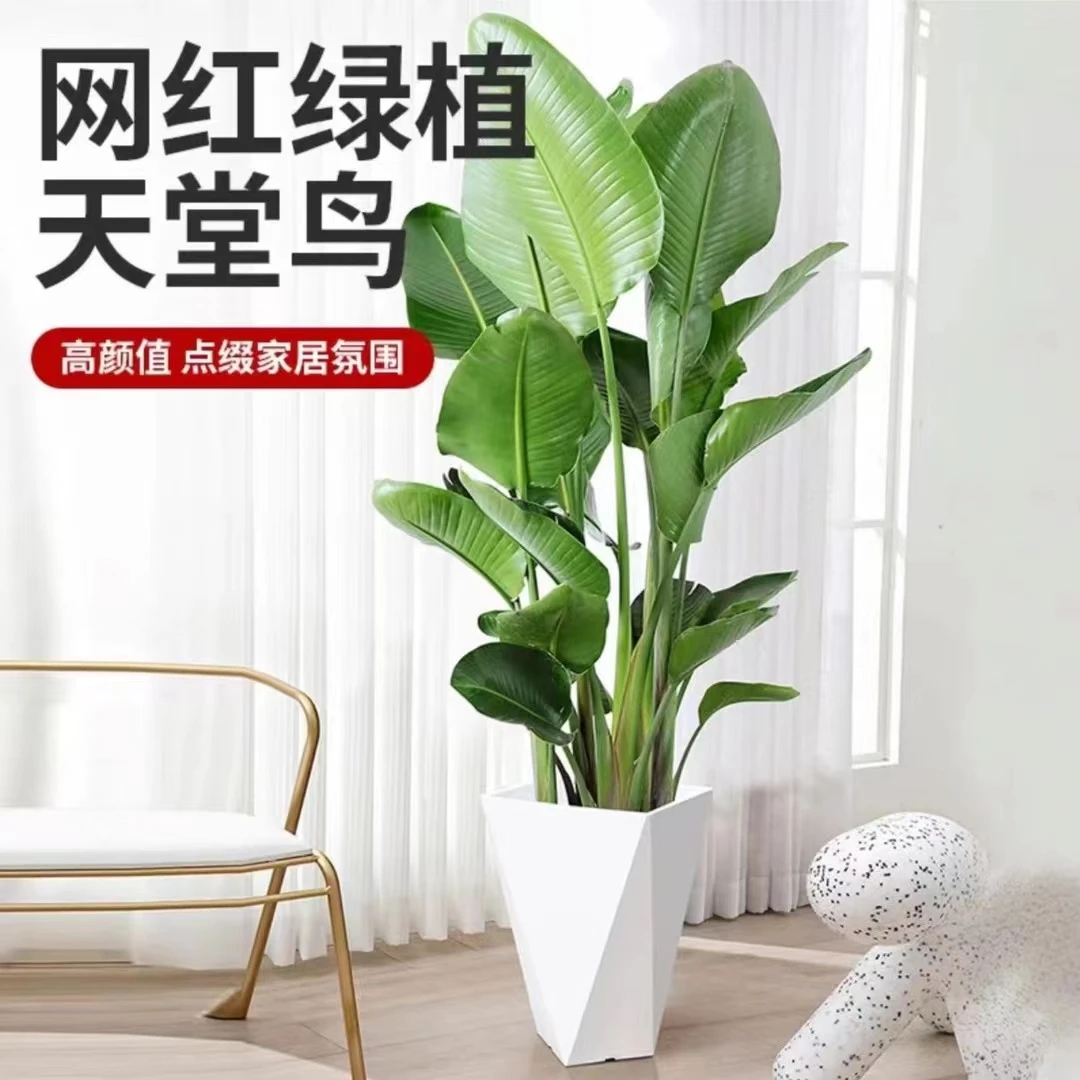 大型天堂鸟盆栽室内客厅家居种植观叶绿植新房净化空气吸甲醛植物