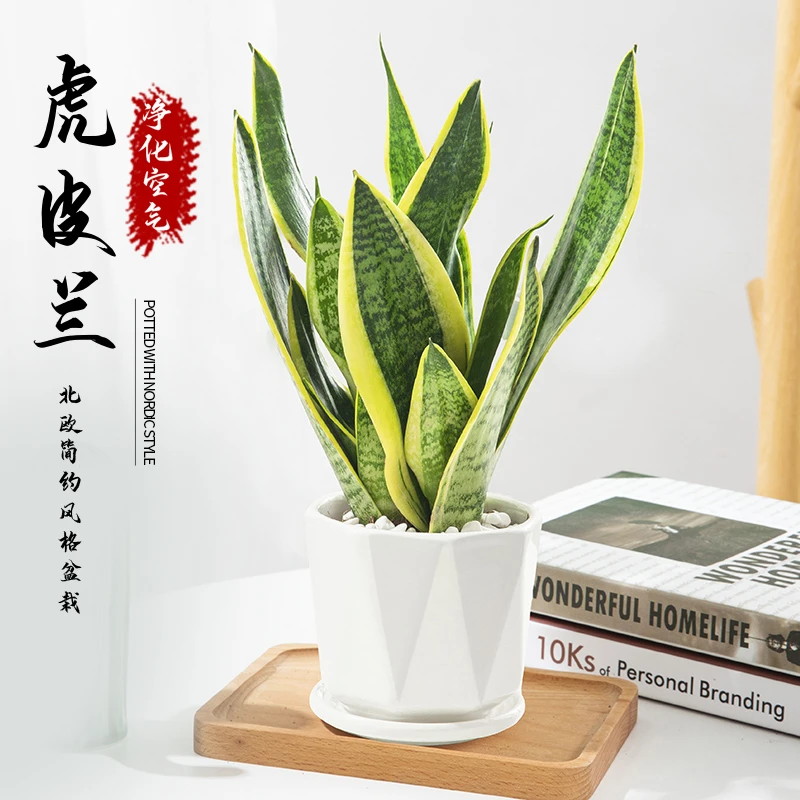 金边虎皮兰净化空气吸甲醛室内好养植物办公桌面花卉绿植盆栽观赏