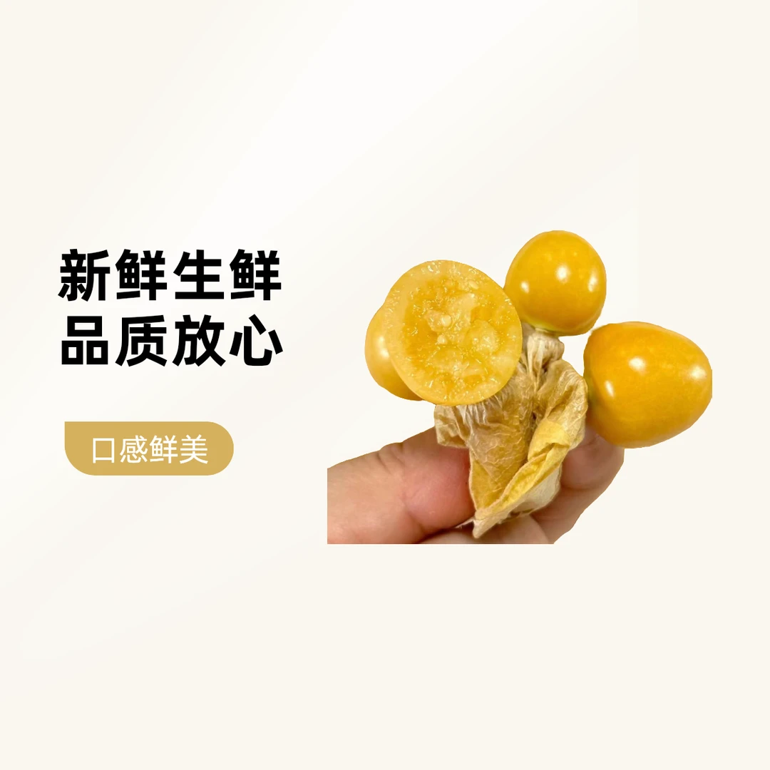 通榆农家小园黄菇娘/灯笼果新鲜