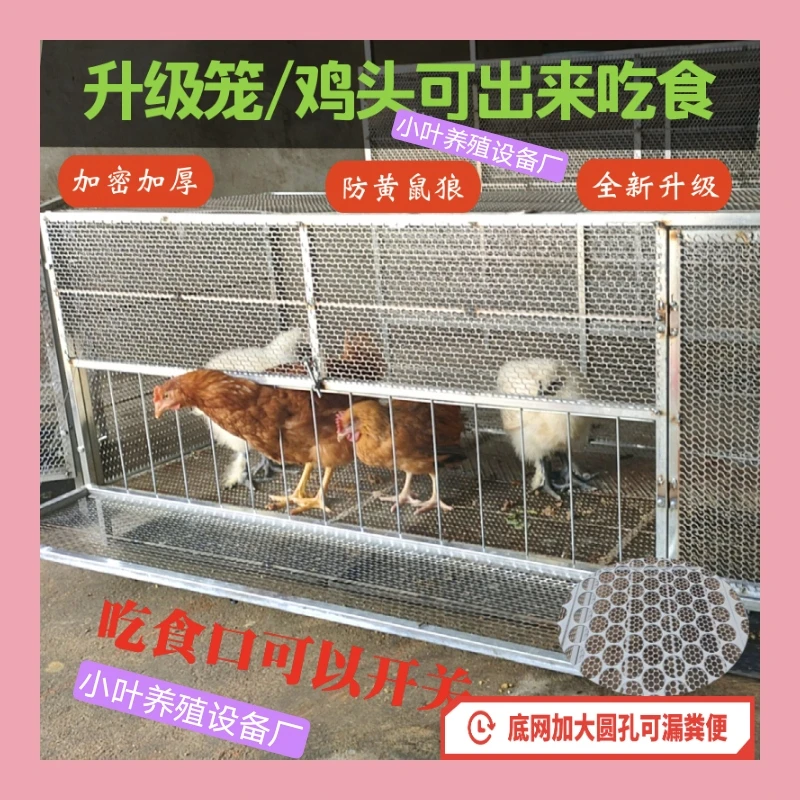 家用鸡笼滚蛋鸡笼家禽笼可探出笼吃食喝水防老鼠圆眼底网加大漏粪