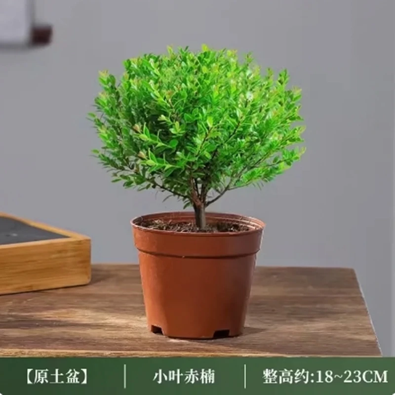小叶赤楠老桩盆栽盆景迷你植物室内花卉办公室桌面小绿植好养四季