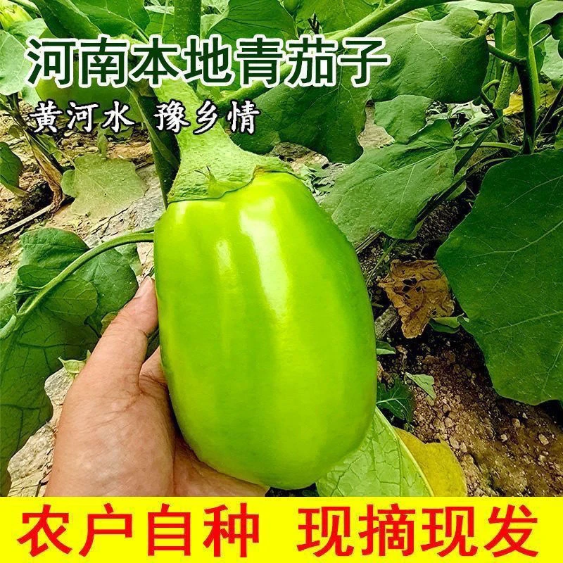 河南老家现摘现发青茄子