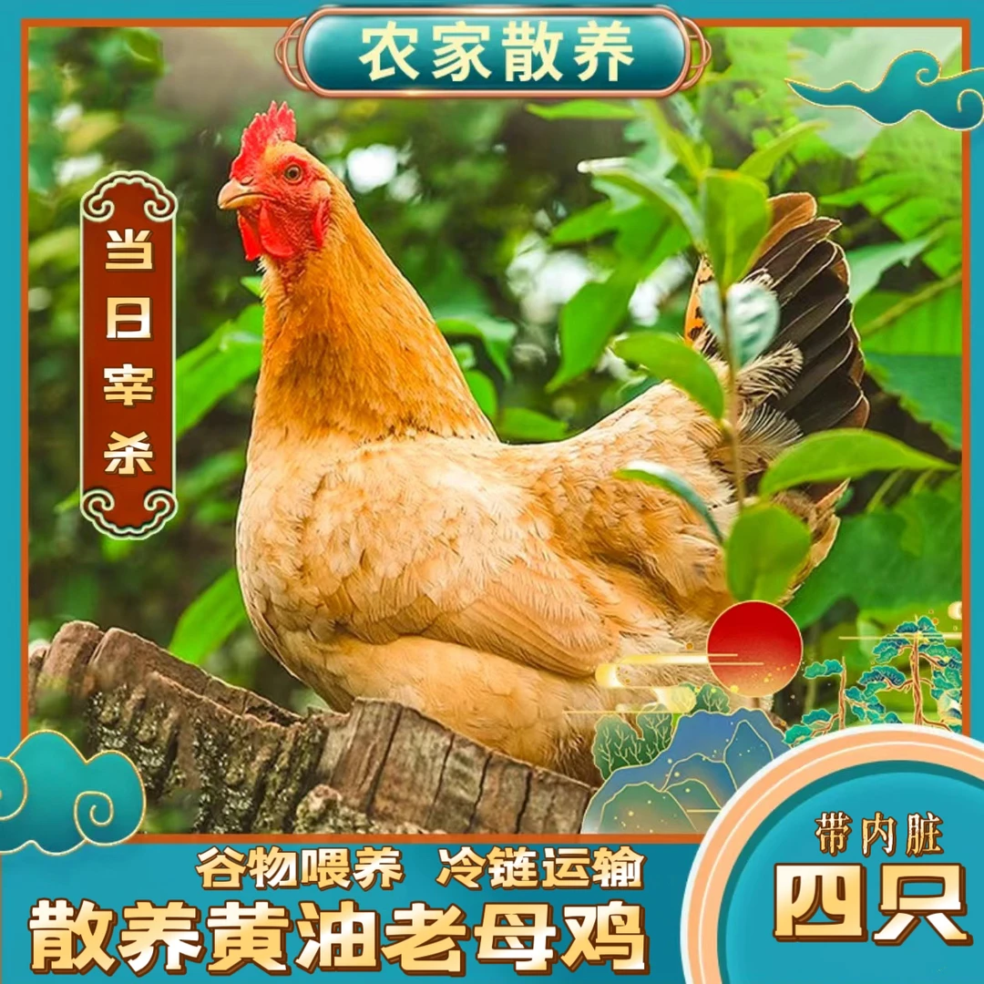 买三送一到手四只两年黄油老母鸡，4只带内脏毛重13斤多净重8斤多
