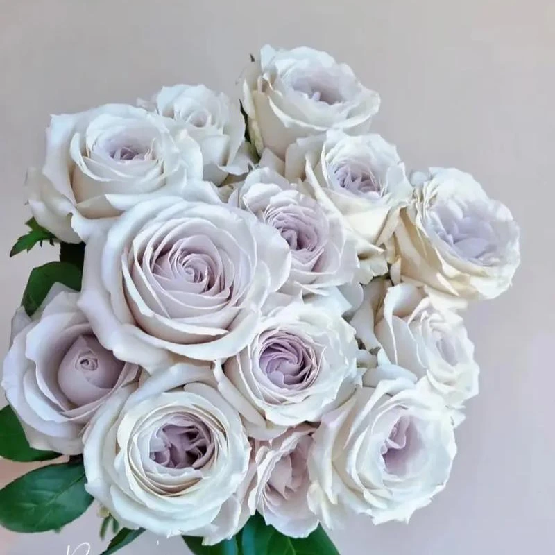 【银色衬裙】超新品月季