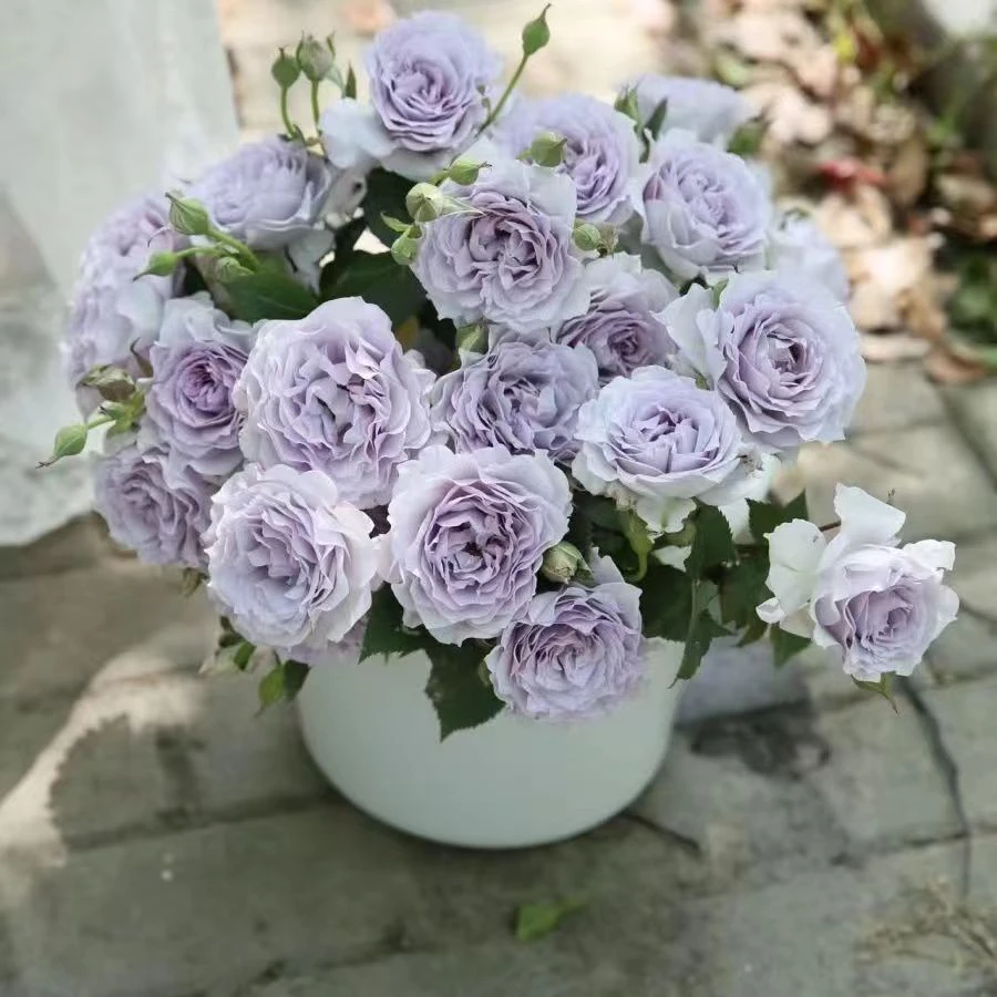 【霁色】月季花苗四季浓香灌木大花苗阳台盆栽庭院地栽切花玫瑰欧月