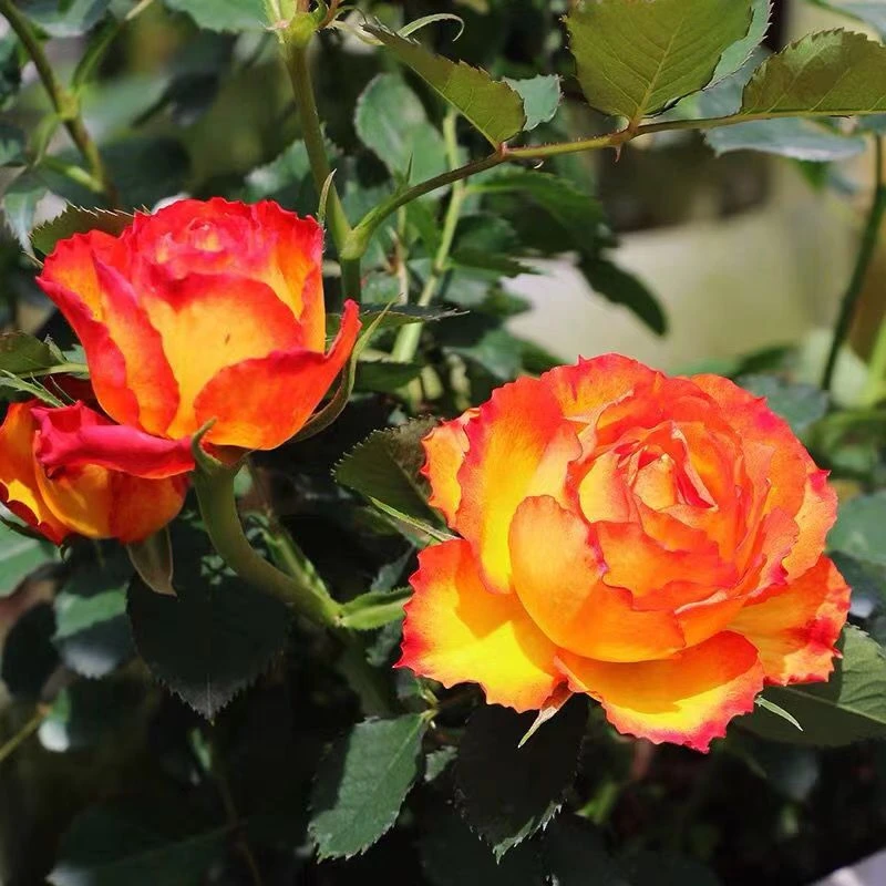 【阳台火焰】中苗 微月 开花机器 庭院盆栽四季开花好养