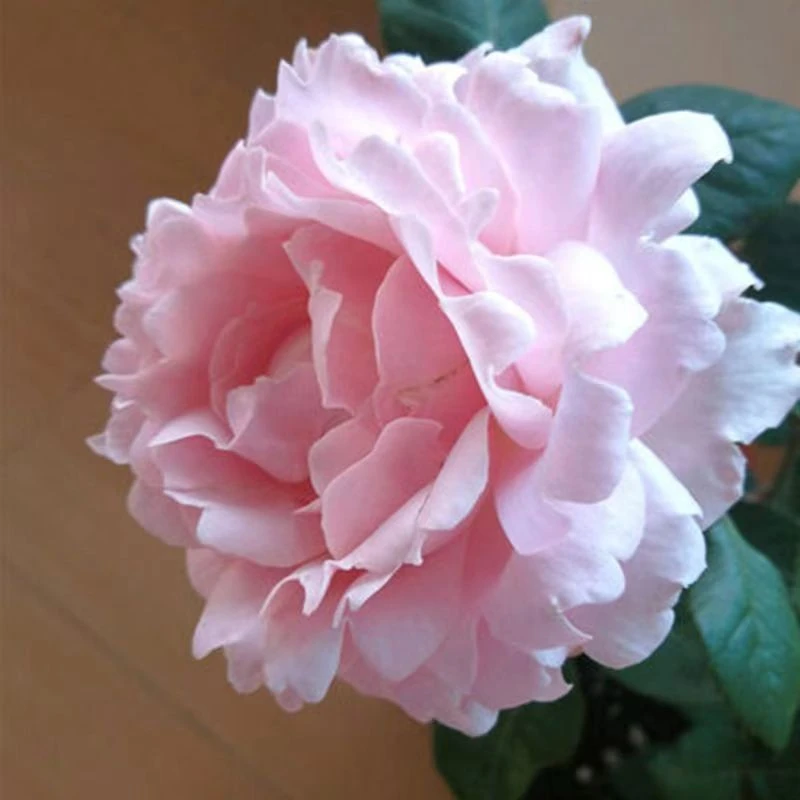 【索菲罗莎】月季花大苗盆栽淡粉色阳台四季大花波浪边浓香苏菲罗莎