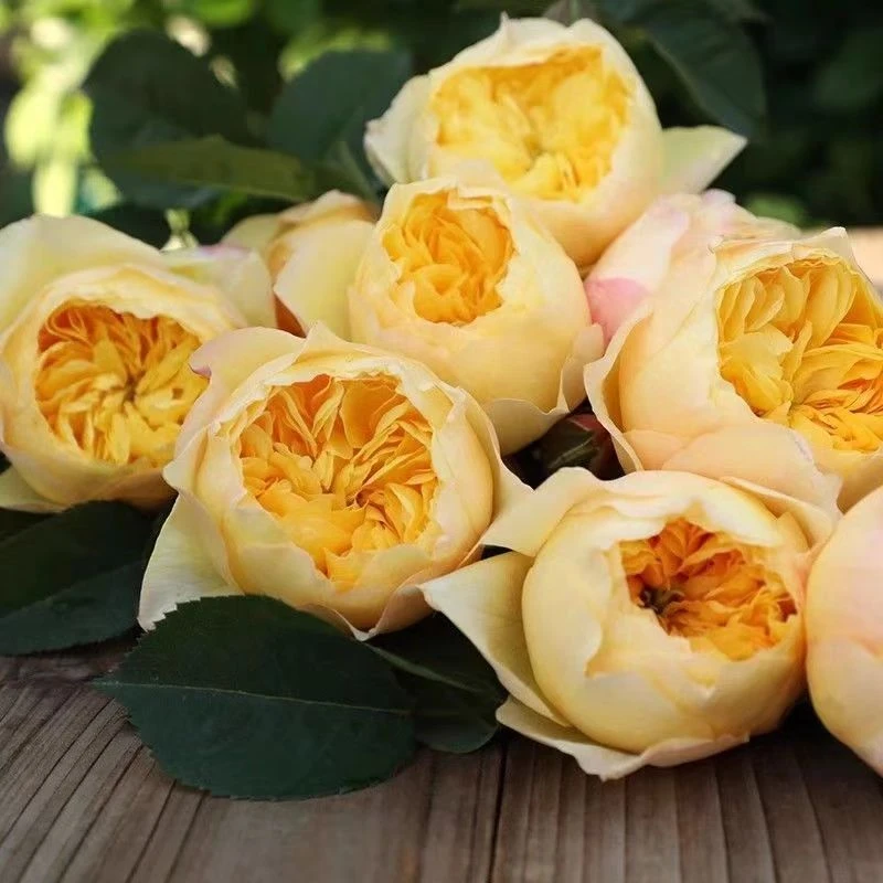 [雀啾] 灌木大苗月季玫瑰四季开花淡香耐热杂交茶香阳台庭院