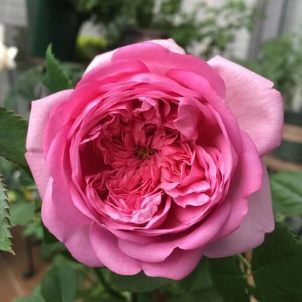 【庞巴度】月季花苗四季浓香灌木大花苗阳台盆栽庭院地栽切花玫瑰