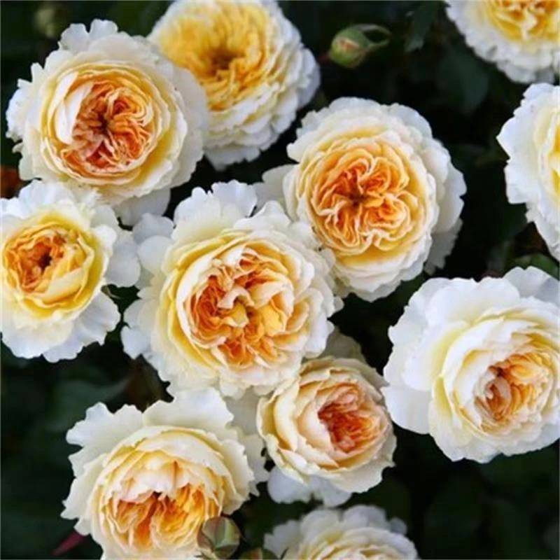 浓香[碧翠丝]月季花苗阳台室外庭院玫瑰盆栽植物灌木四季开花