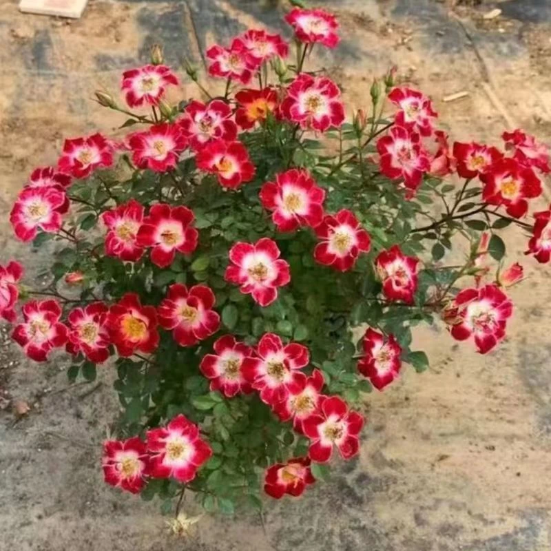 稀有品种【小画家】姬月季 日本赤花微型月季 单瓣蔷薇有香味