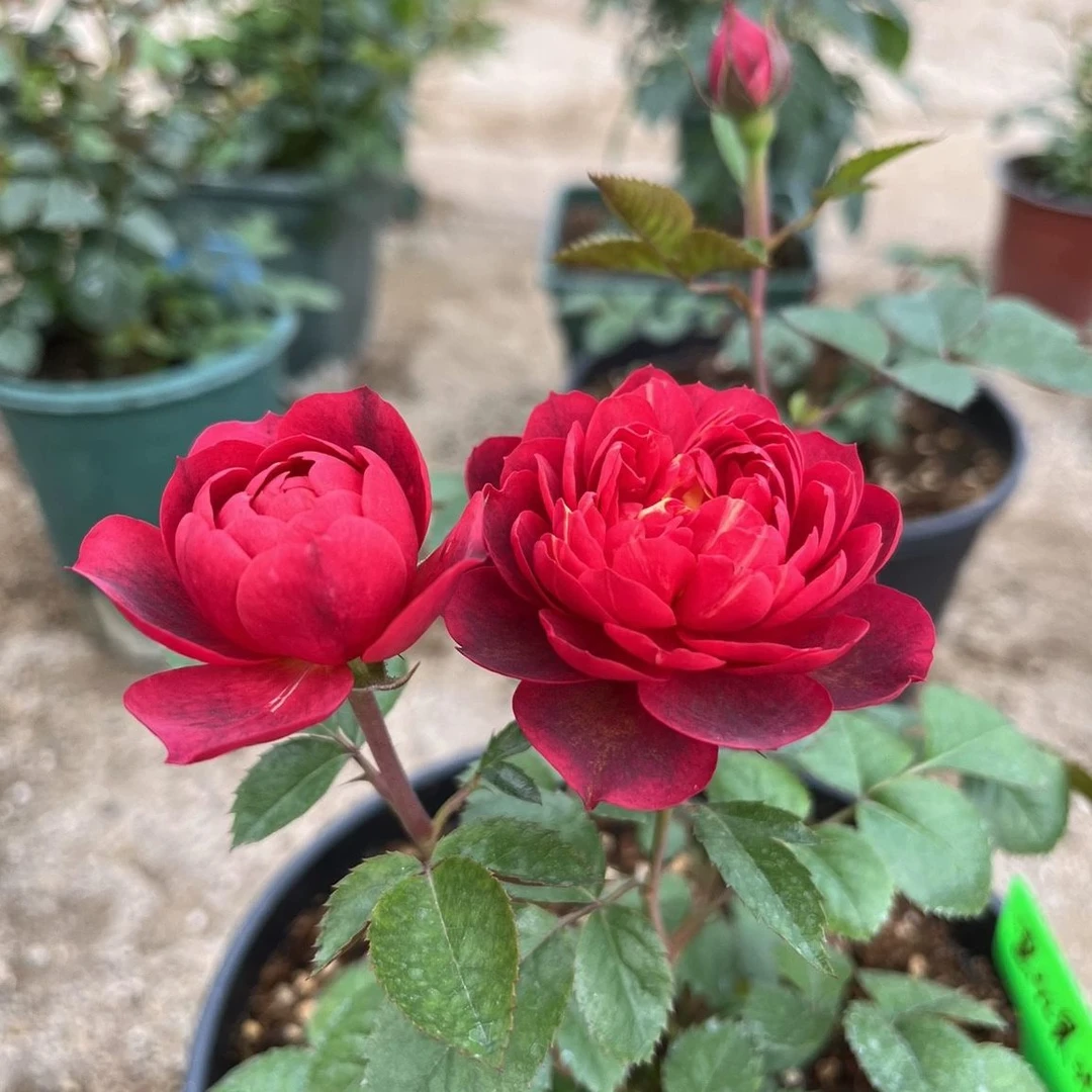 月季樱桃果汁阳台月季 果汁阳台芽变新品 暗红色