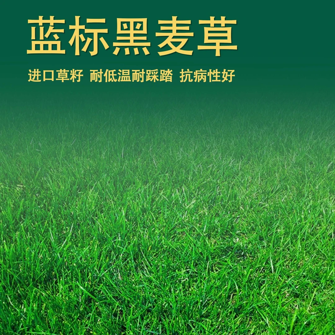 【进口蓝标】耐寒耐高温耐践踏耐旱四季常青护坡复绿固土草坪