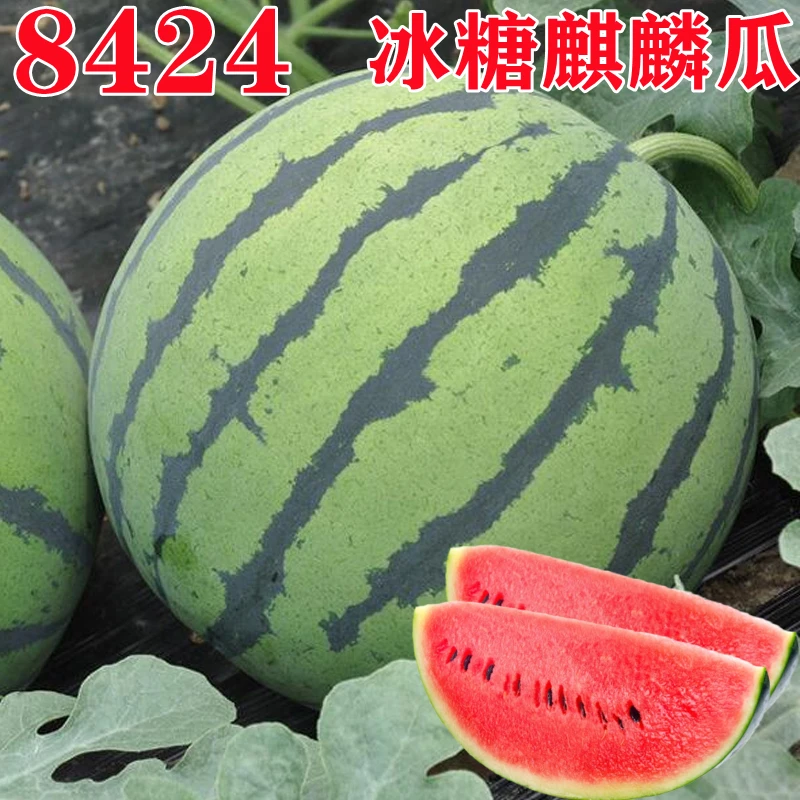 8424麒麟懒汉西瓜种子美都甜王四季蔬菜水果盆栽南方西瓜种籽孑苗