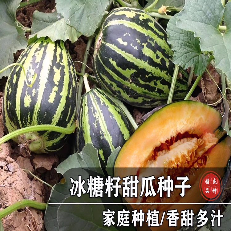 【冰糖子甜瓜种子】高产冰糖甜瓜种子花蜜特甜香瓜冰糖子阳台种子