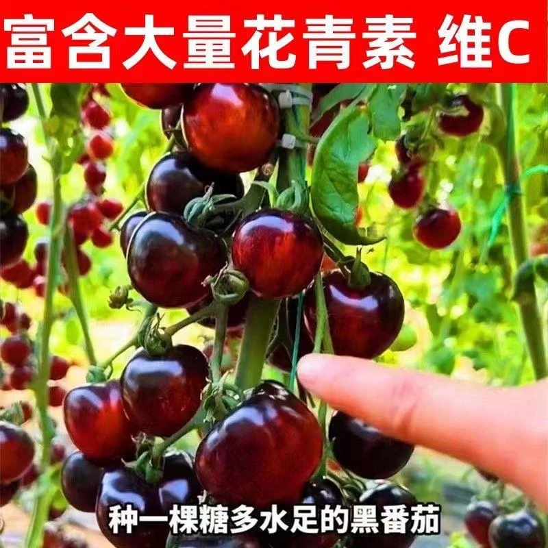 【黑番茄】西黑珍珠柿黑钻种子盆栽高产四季小西红柿蔬菜黑圣女