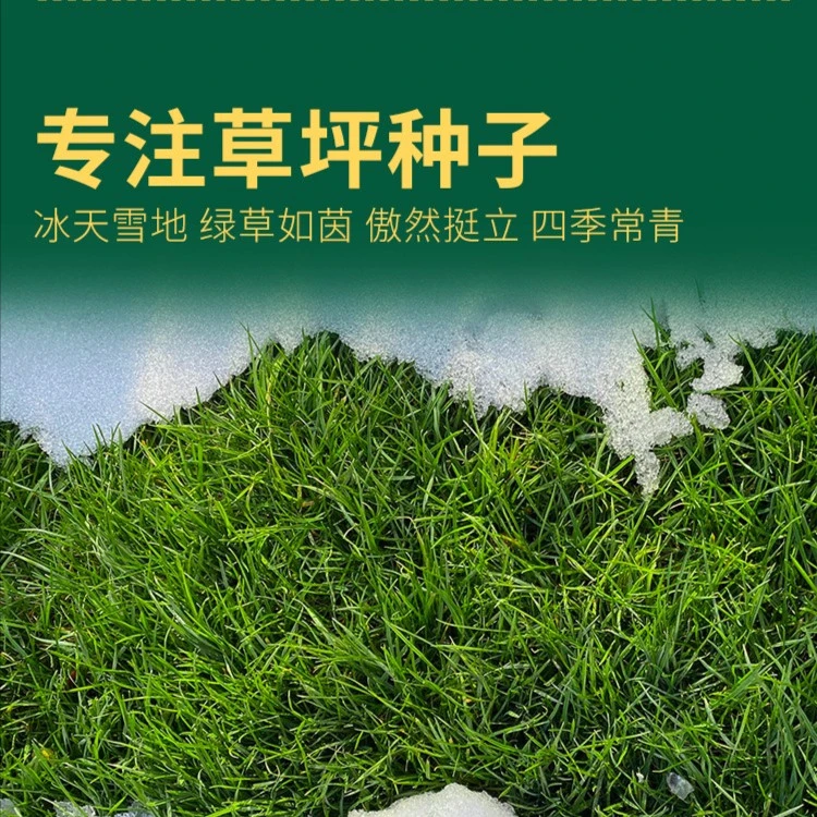 【植被修复草种】披碱草高冰草老芒麦高寒燕麦早熟禾