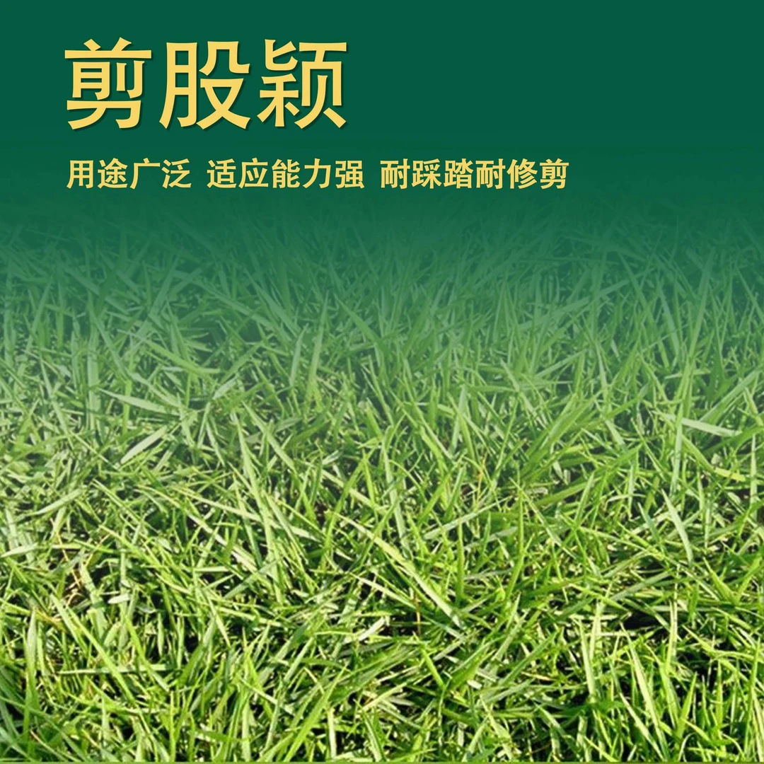 【剪股颖】四季常青绿化地毯草黑麦草高羊茅护坡草坪种子草种籽