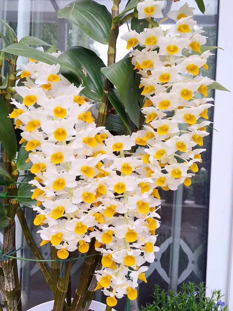 球花石斛盆栽（奇芳园艺）2盆