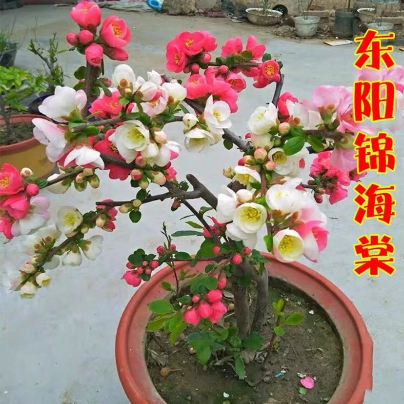 东阳锦复色海棠盆栽耐热耐寒好养花卉植物