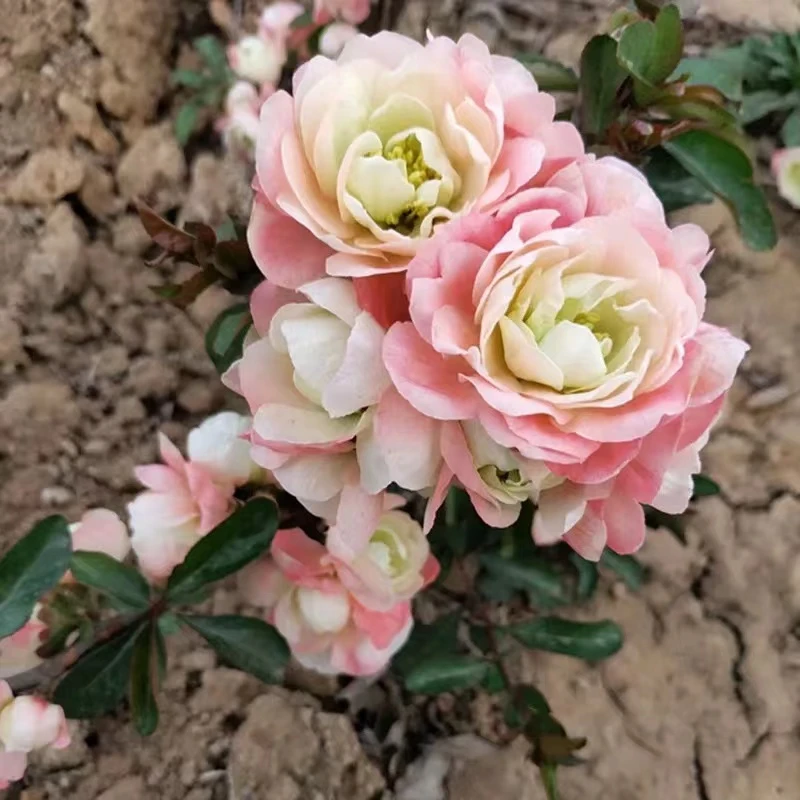 【初心海棠花】盆栽重瓣带花苞海棠树苗花卉耐寒四季开花室内