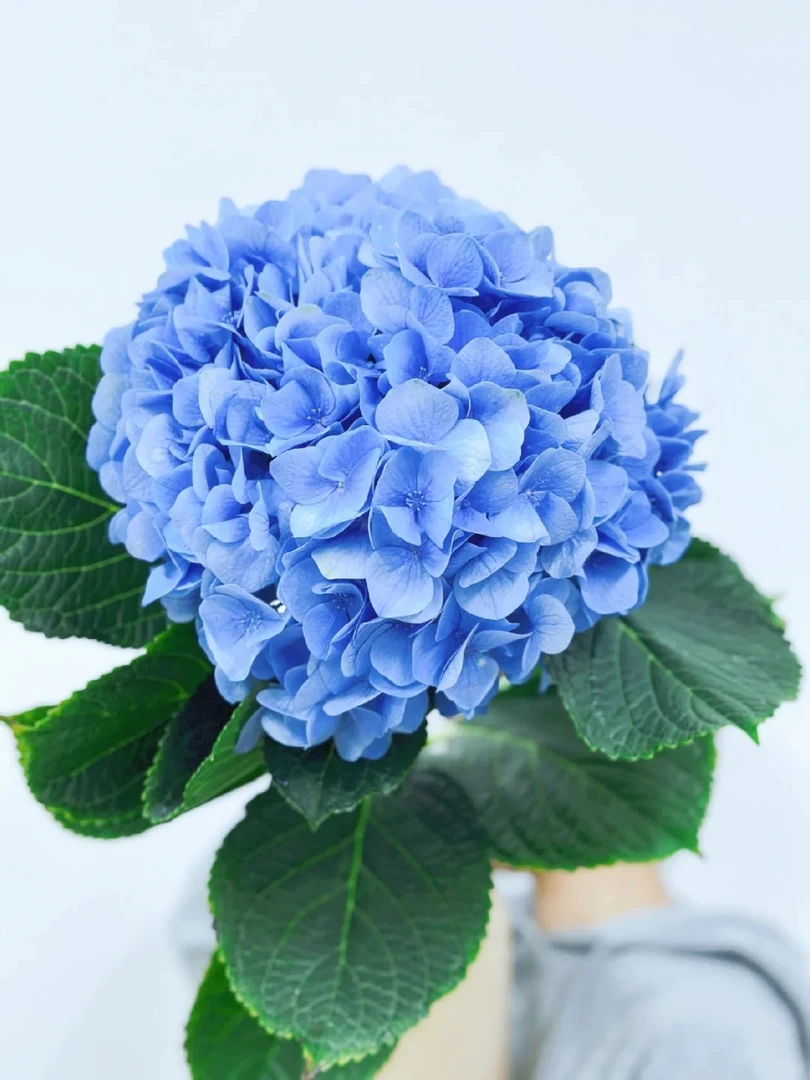 【满4单顺丰包邮】绣球鲜花批发【20%损耗不售后】