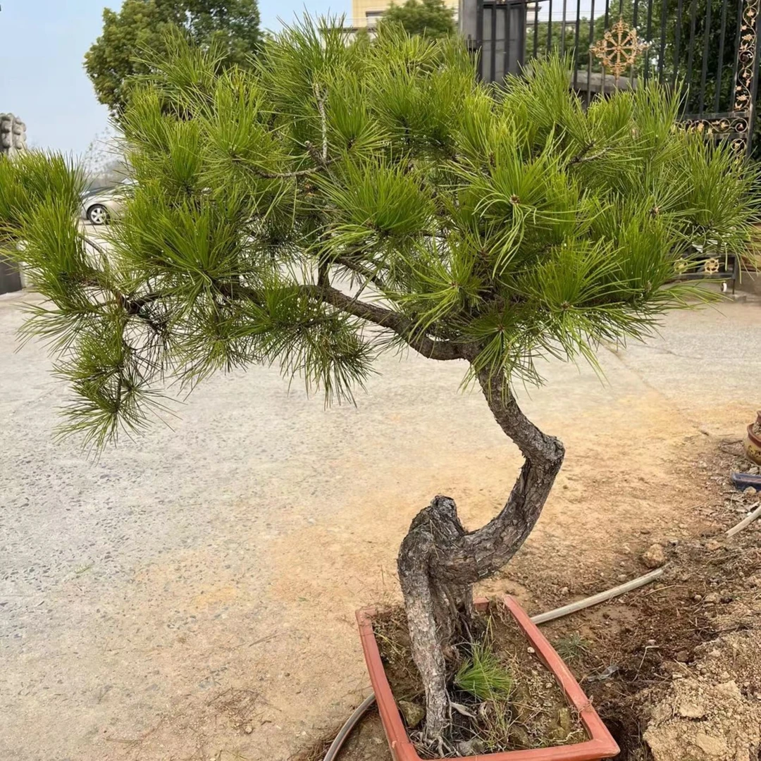 黄山松盆景（一物一拍）直播间选品，选对应价格下单！不要乱拍！
