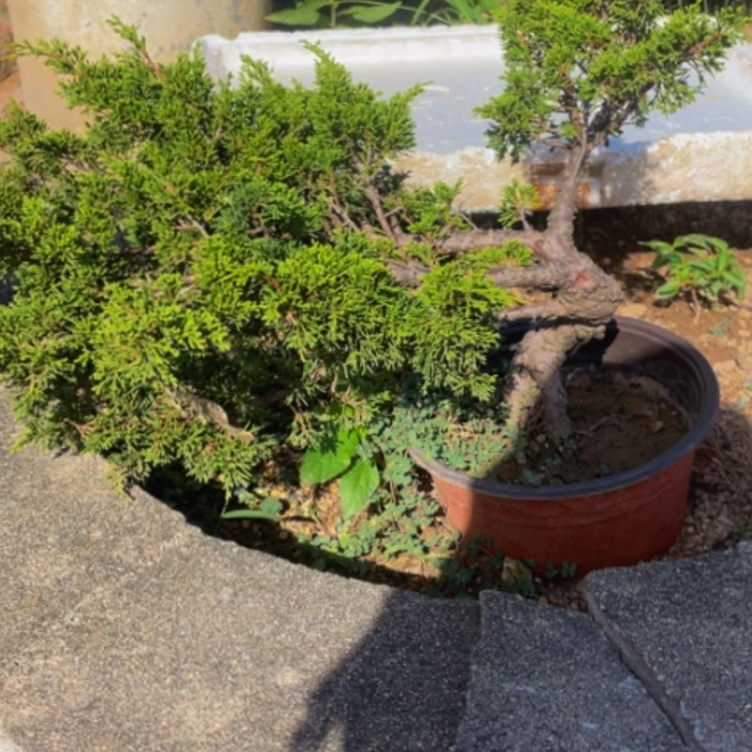 【闪购商品】植物真****天盆栽植物