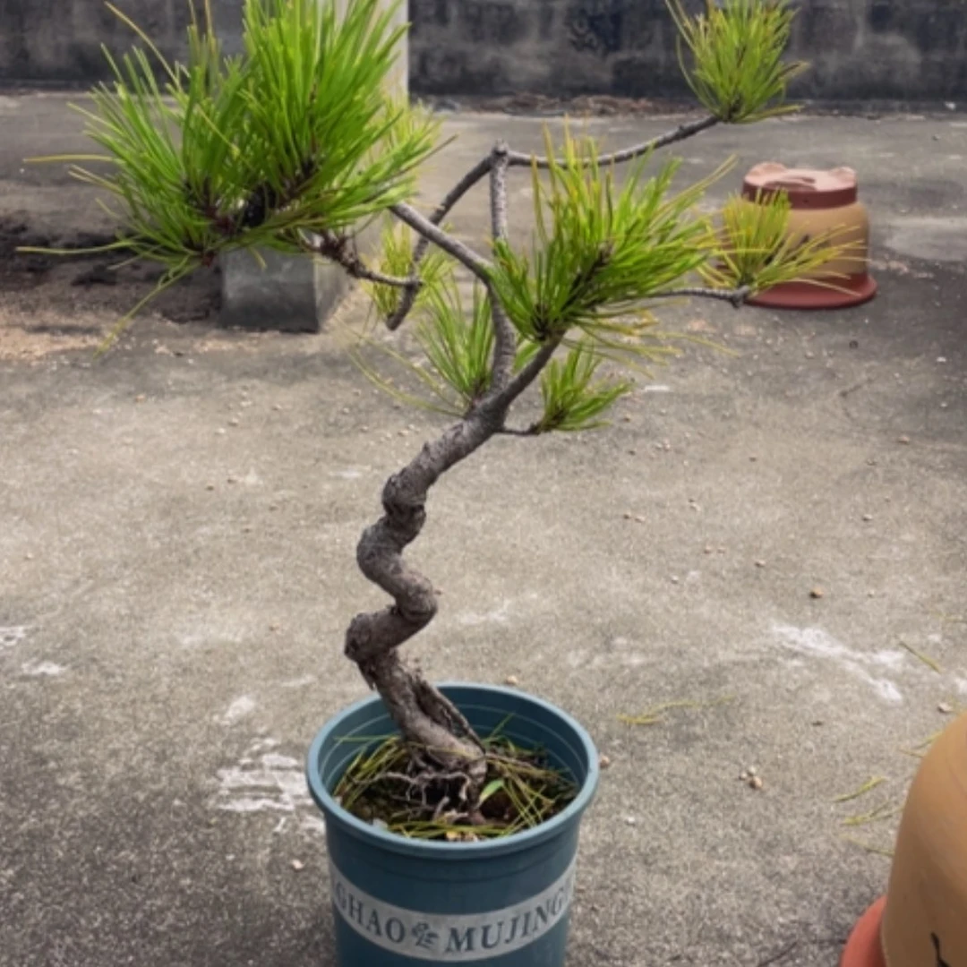 【闪购商品】盆栽植物郭**秋