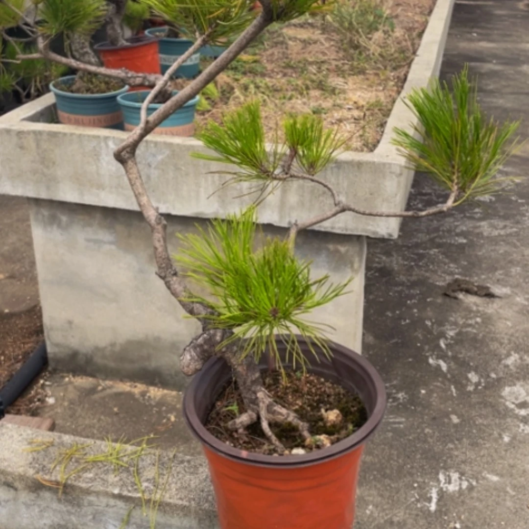 【闪购商品】盆栽植物茶**人