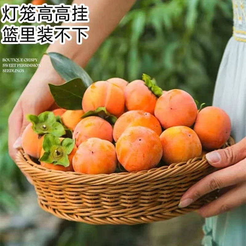 小规格果树苗一物一拍