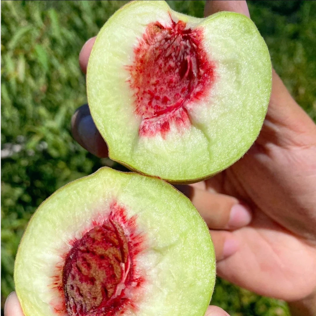 【果山蜜桃】小山桃脆甜蜜桃毛桃现摘应季水果桃子硬桃