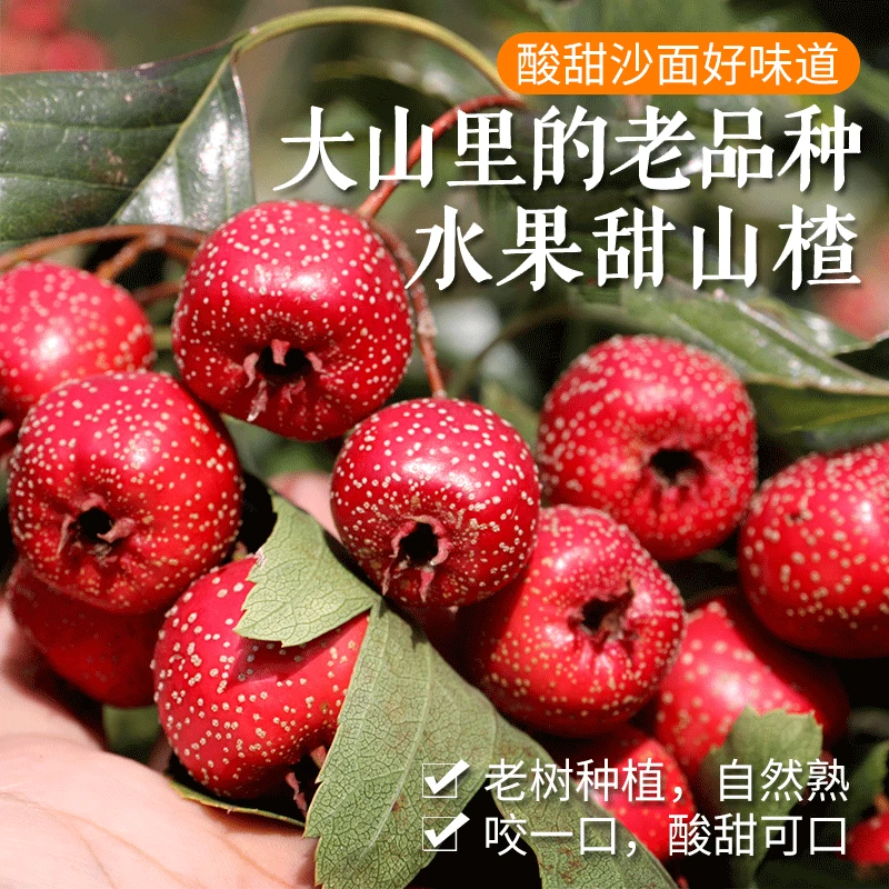山区水果甜山楂鲜果 酸甜沙面 小金星红果做糖葫芦时令水果 3斤
