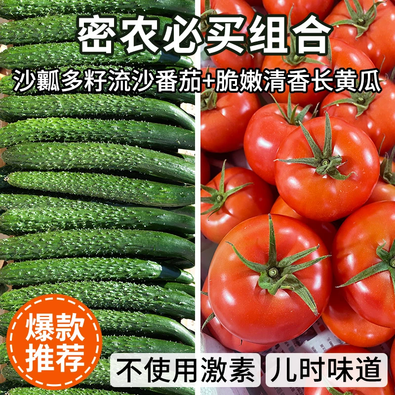 【包邮】西红柿长黄瓜组合 生吃番茄沙瓤多汁自然熟 熊蜂授粉新鲜蔬菜 4斤
